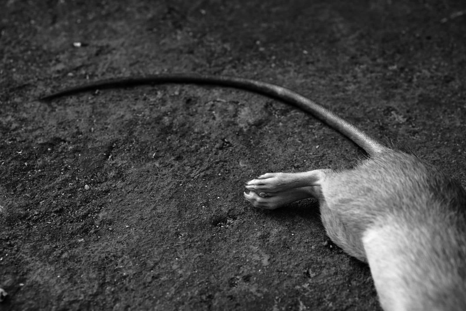 Mice exterminator