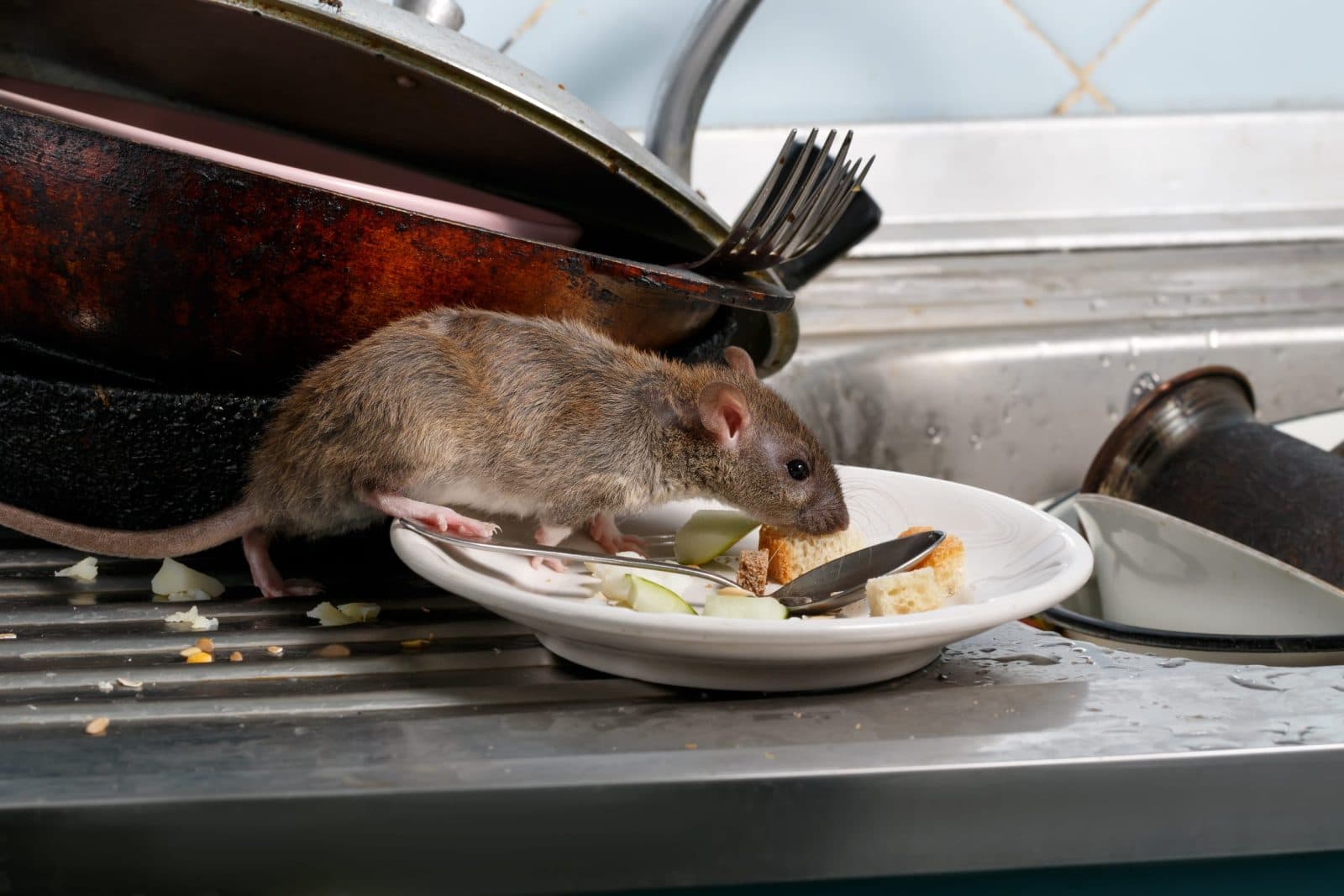Rodent control