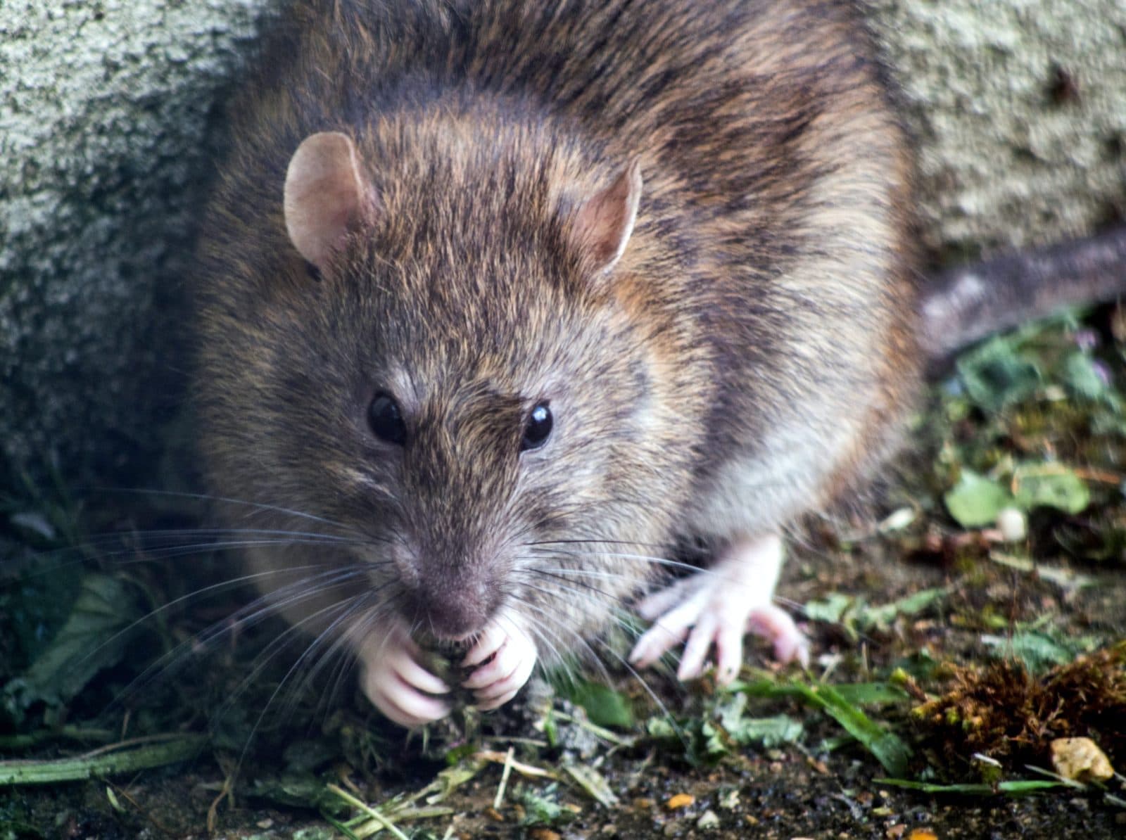 Rodent activity in a crawl space with damaged insulation and signs of nesting under a home